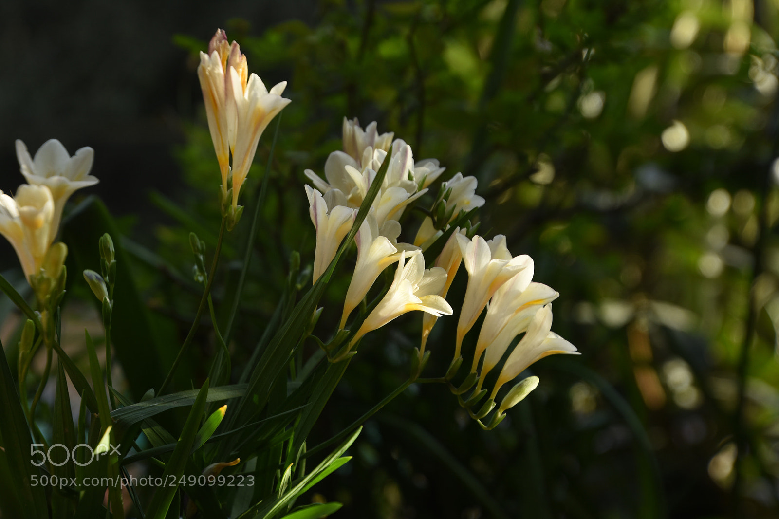 Nikon D7200 sample photo. Spring rehearsal by freesia photography
