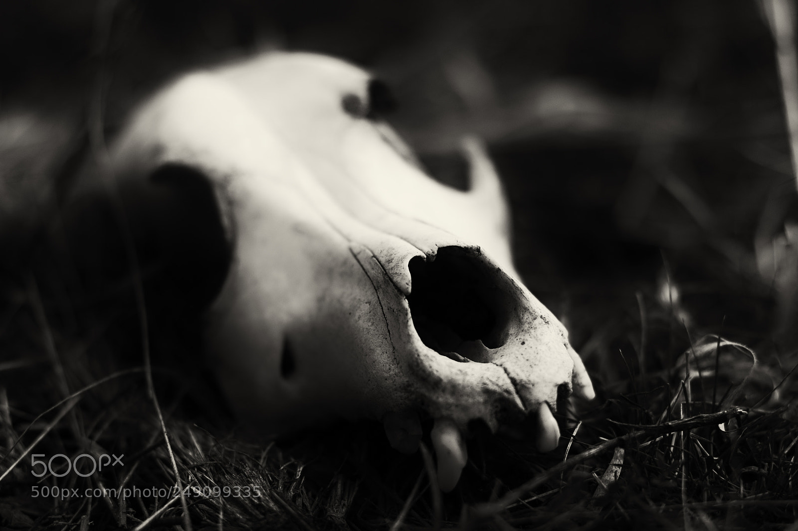 Canon EOS 700D (EOS Rebel T5i / EOS Kiss X7i) sample photo. Death silhouette photography