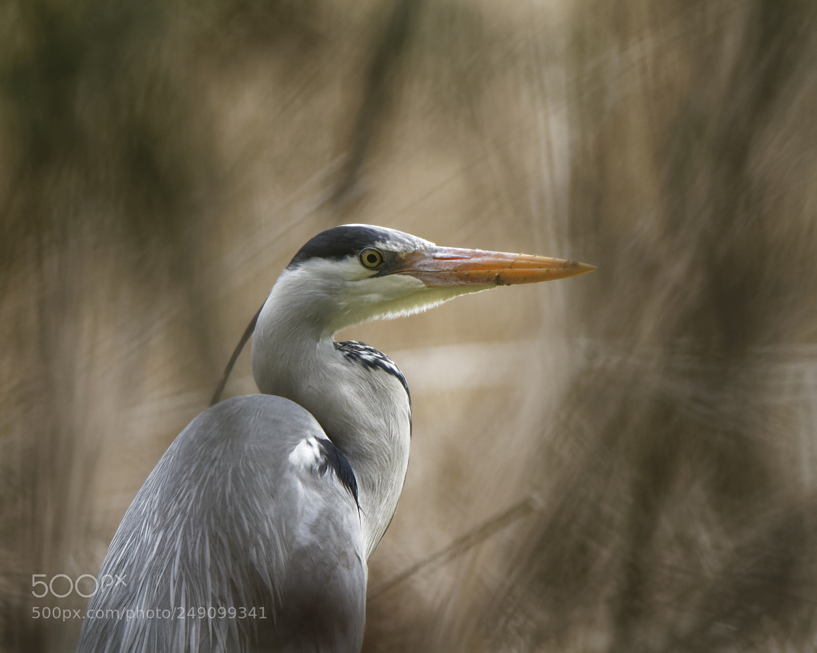 Canon EOS 7D sample photo. Heron à cache cache photography