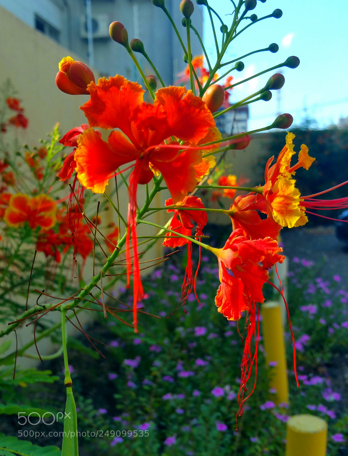 Samsung Galaxy Note4 sample photo. Iguazú flowers photography