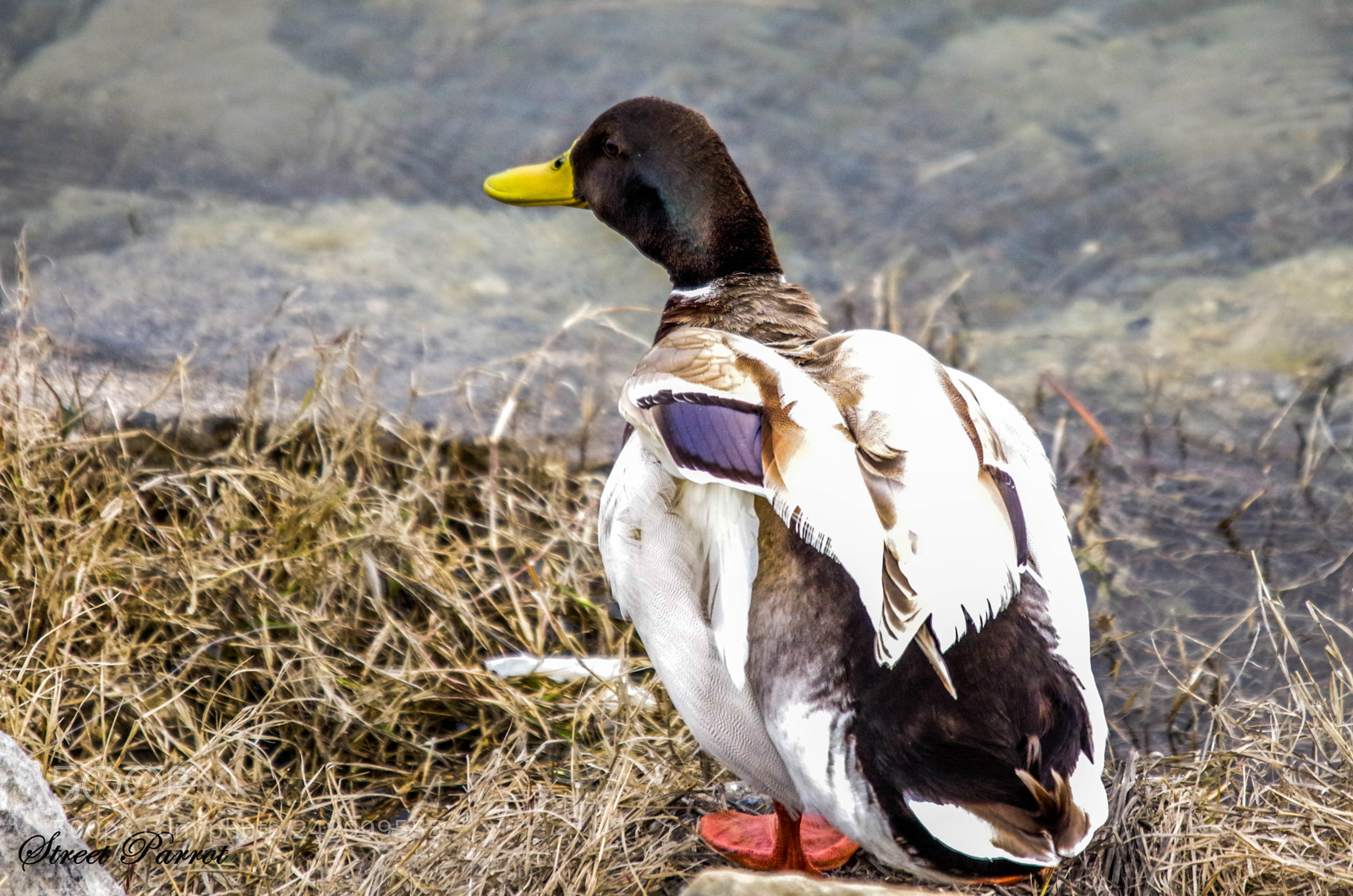 Pentax K-3 II sample photo. Brown mallard photography