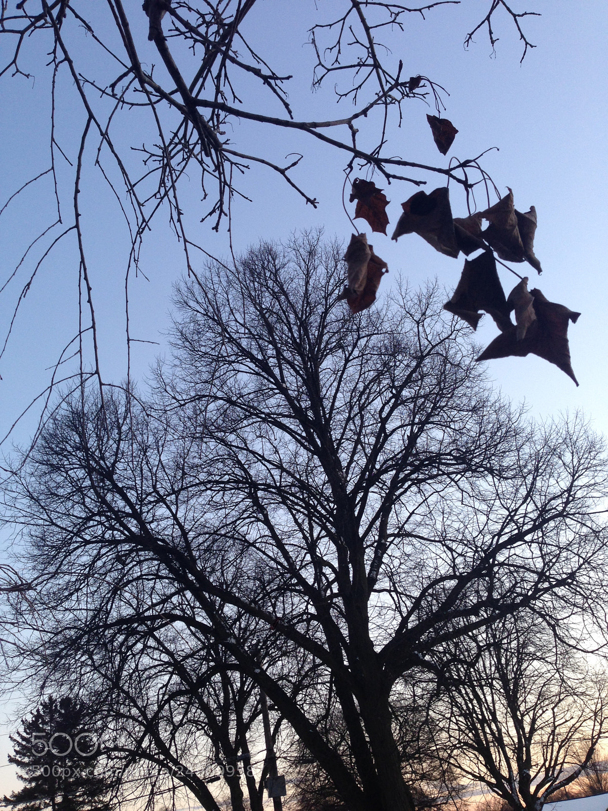 Apple iPhone 5 sample photo. Untitled photography