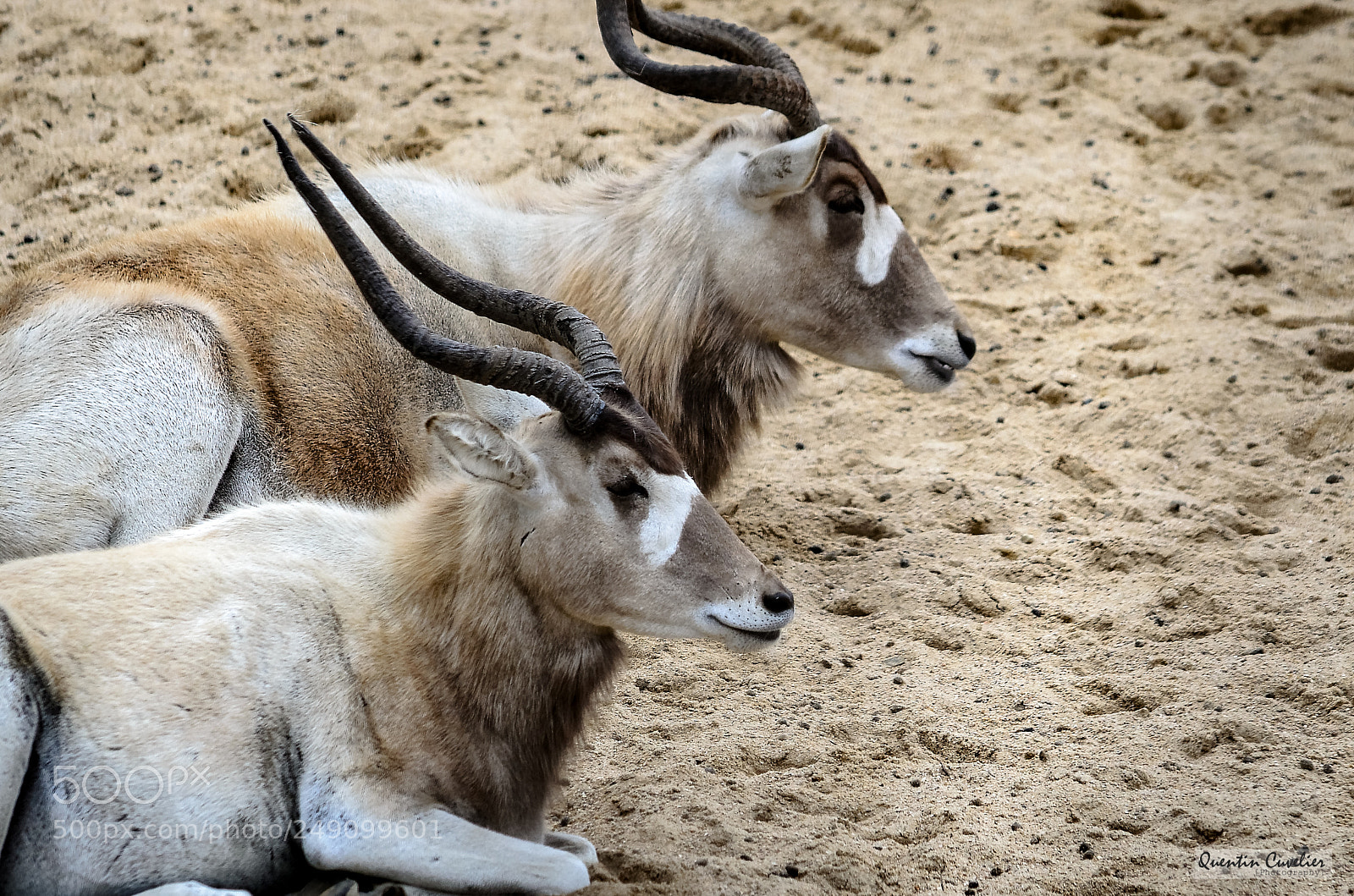 Nikon D7000 sample photo. Addax photography