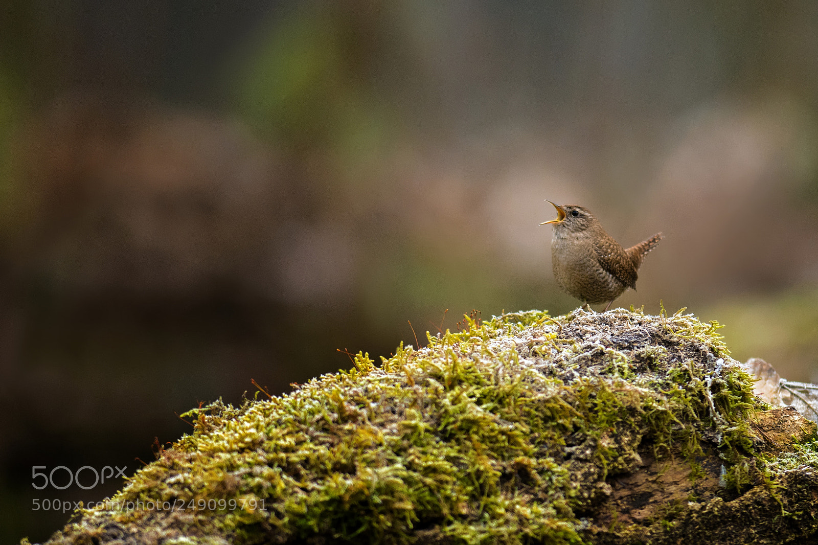 Nikon D500 sample photo. Spring is here lets photography