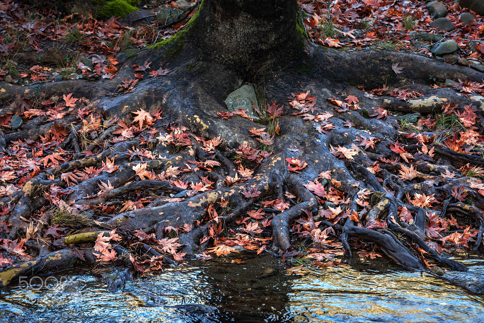 Nikon D600 sample photo. Roots photography