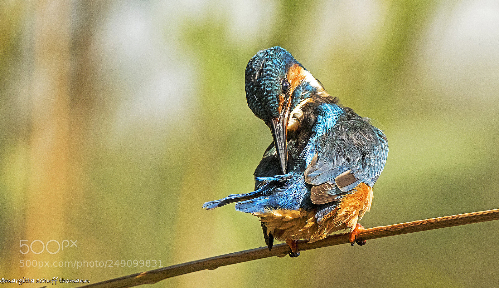 Canon EOS 7D Mark II sample photo. Some feather are in photography