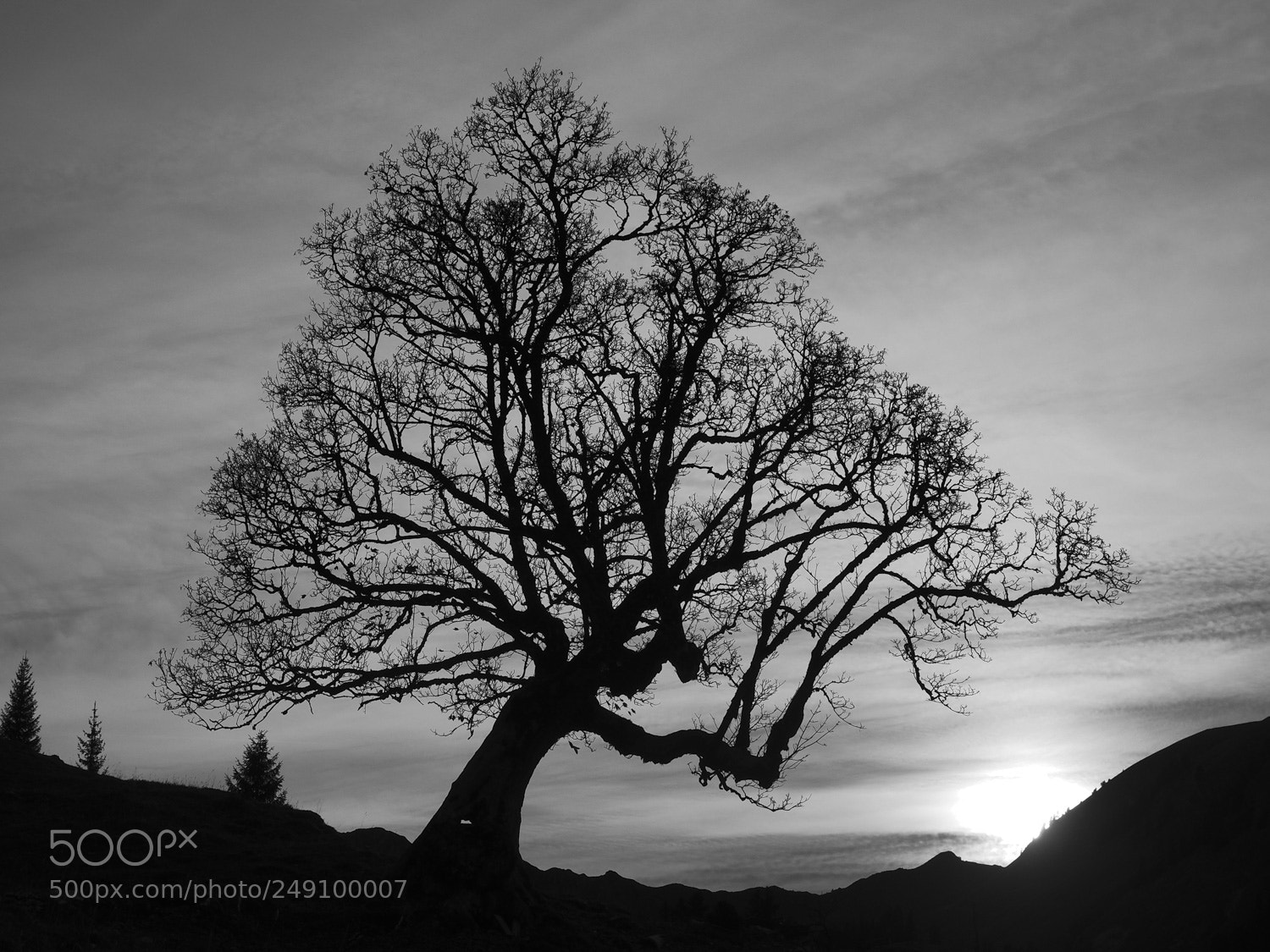 Olympus OM-D E-M1 sample photo. Filigraner baum photography