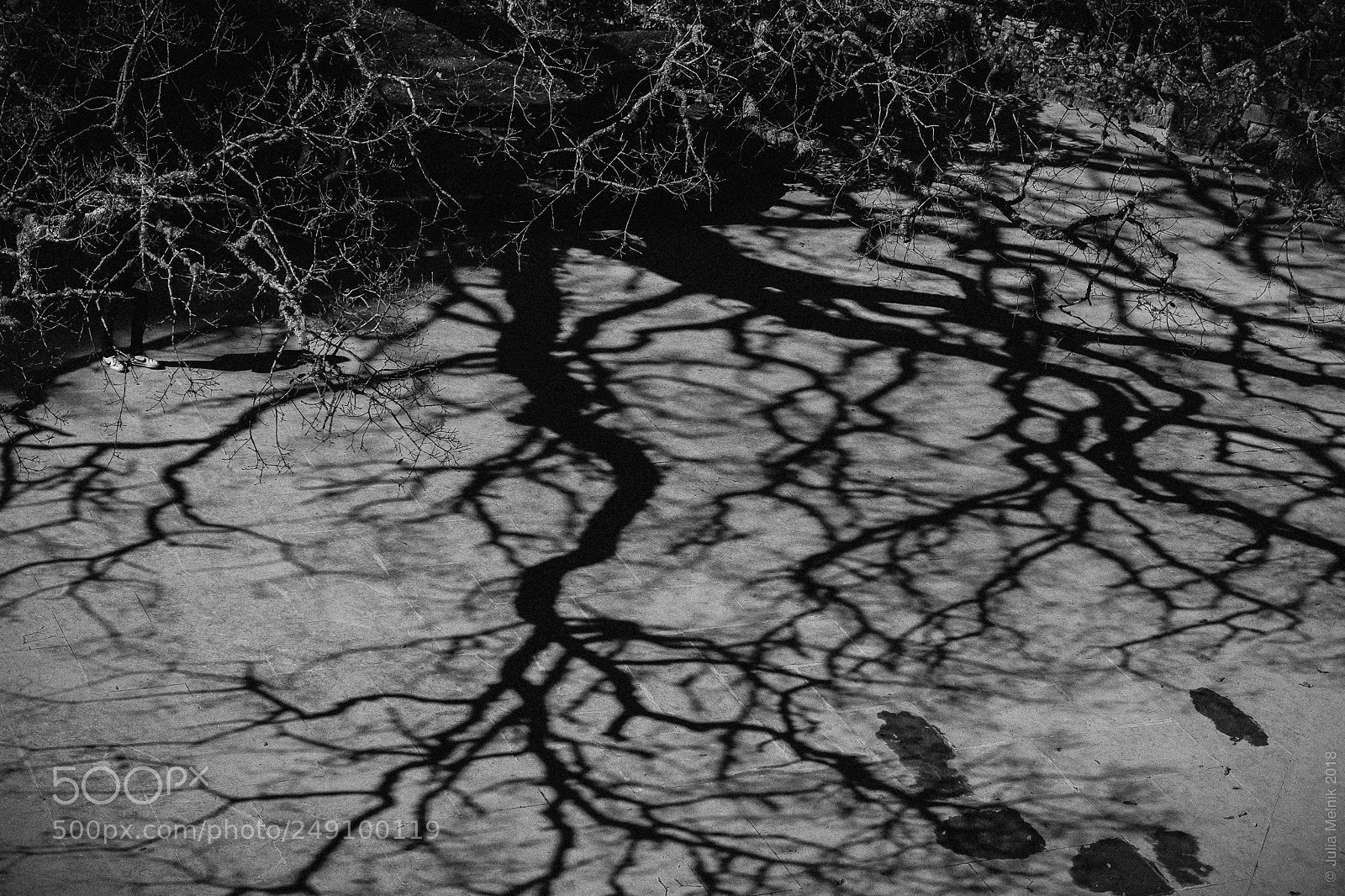 Fujifilm X-T10 sample photo. Old tree of regaleira photography
