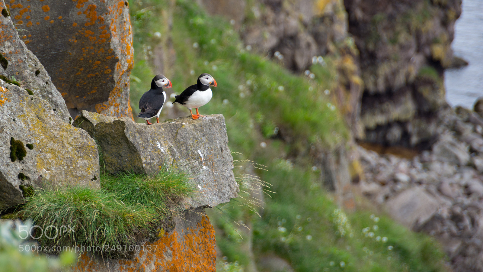 Nikon D7100 sample photo. Puffin cuteness photography