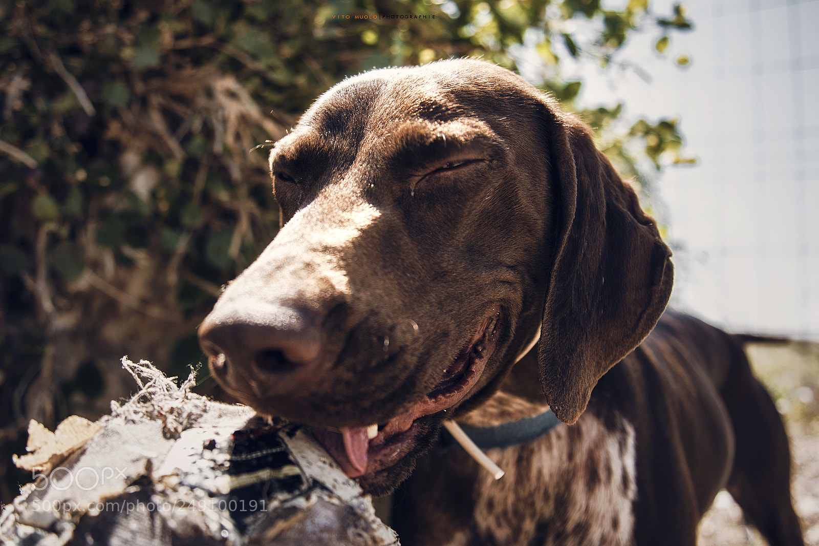 Nikon D7100 sample photo. Dogfight photography