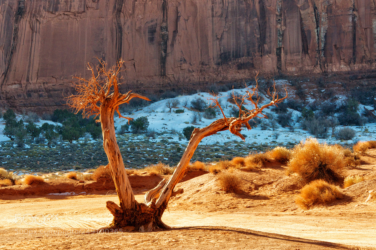 Nikon D90 sample photo. Branches photography