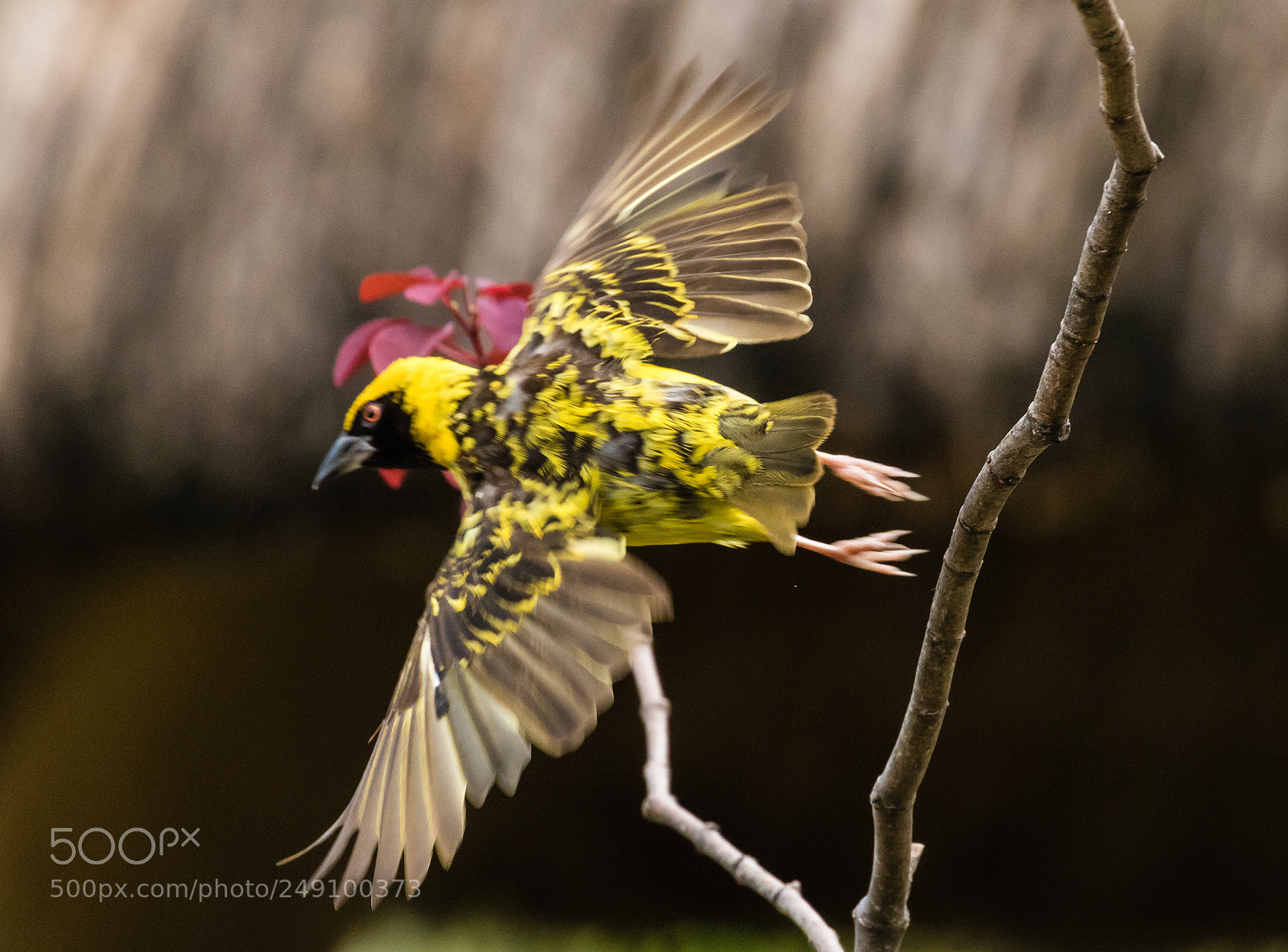 Canon EOS 7D Mark II sample photo. Take off photography
