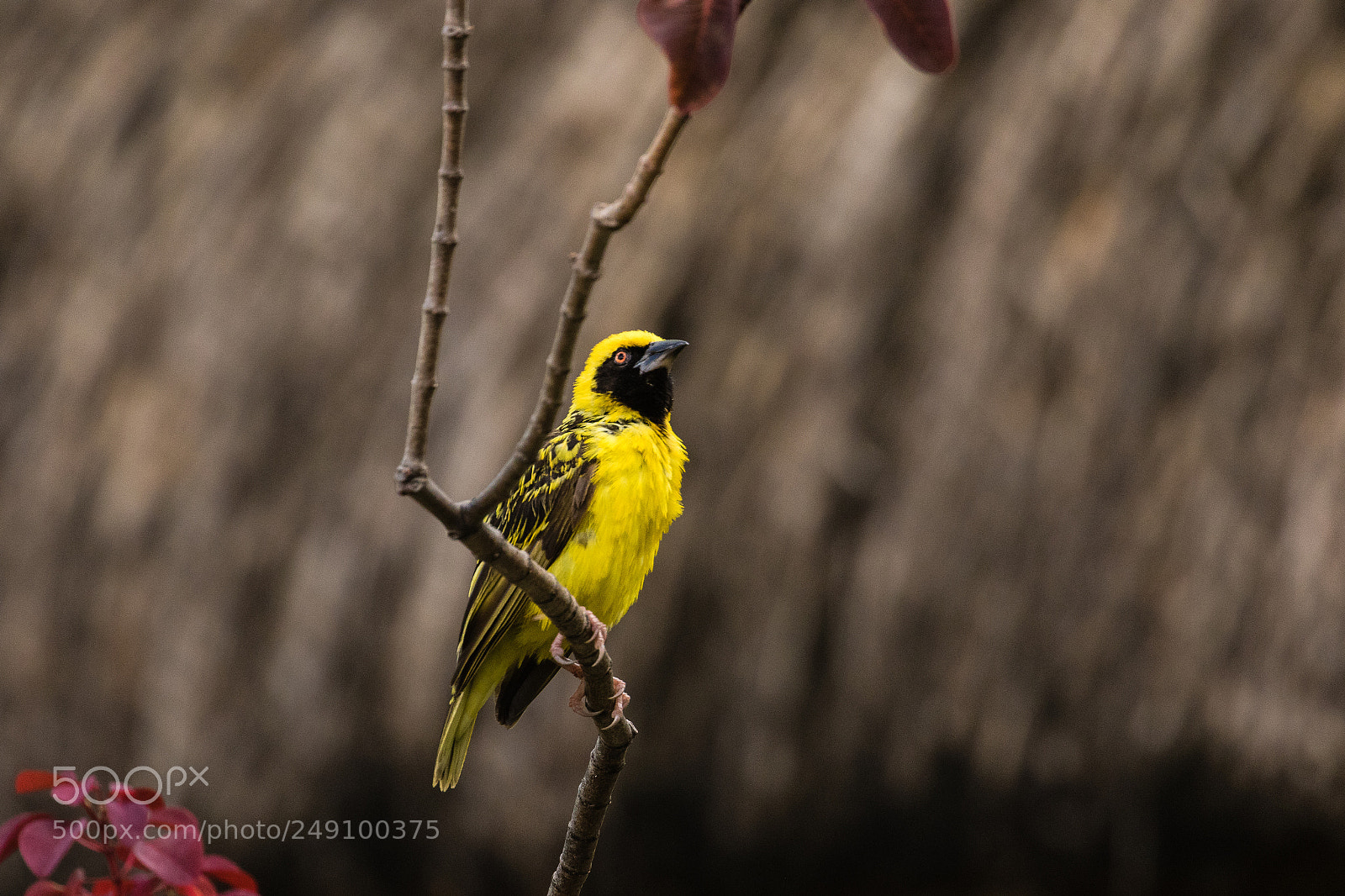 Canon EOS 7D Mark II sample photo. Village weaver photography