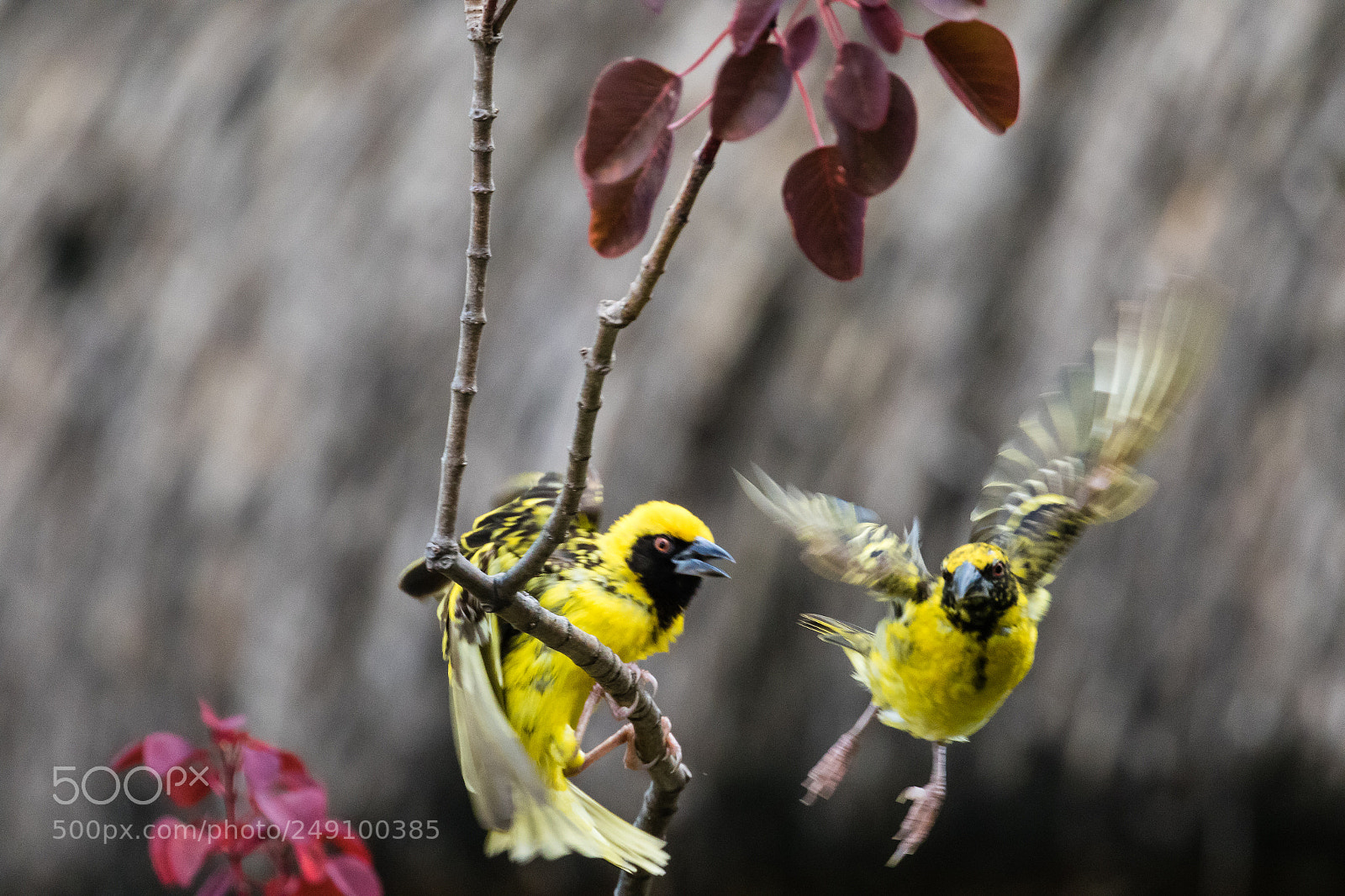 Canon EOS 7D Mark II sample photo. It's my branch photography