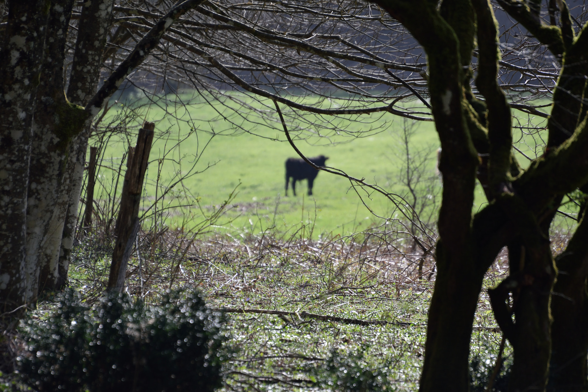 Nikon D3300 sample photo. Clearing photography