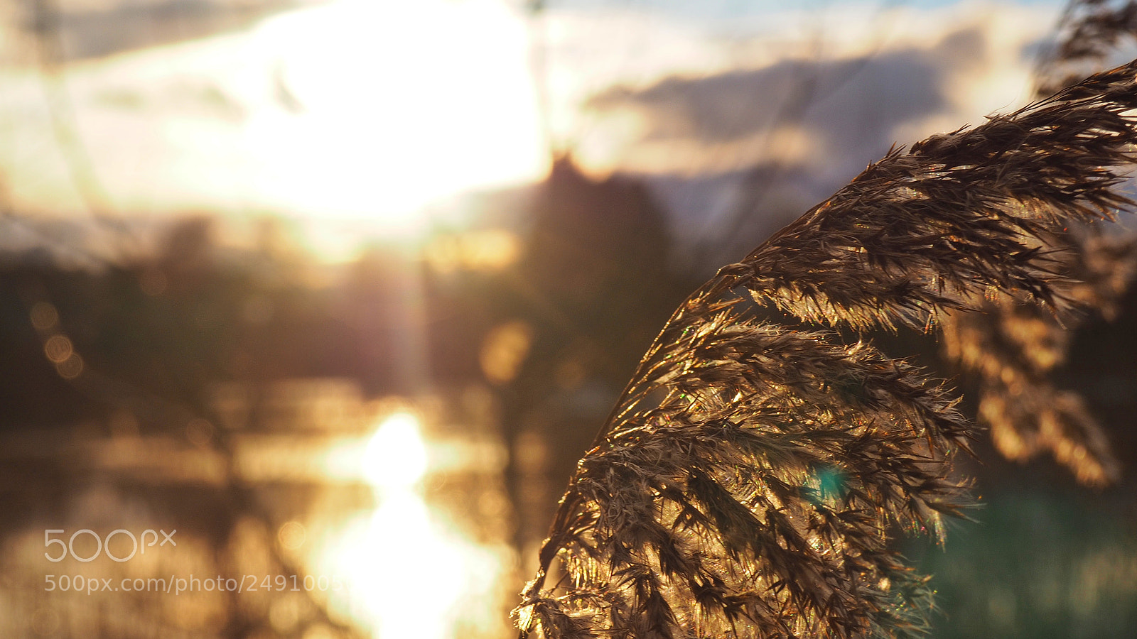 Olympus OM-D E-M10 II sample photo. Gras in the sunset photography