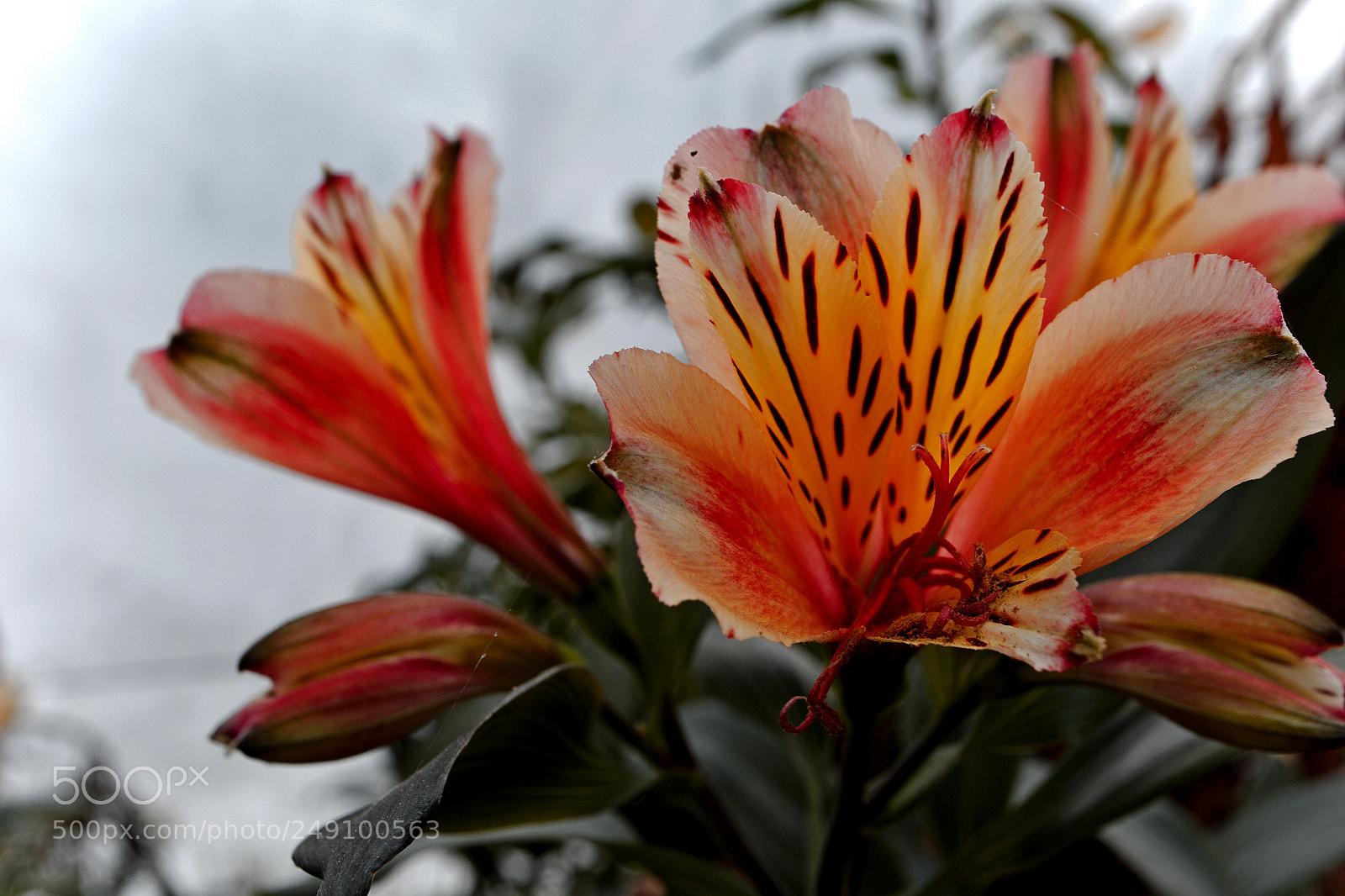 Canon EOS M5 sample photo. Alstromeria photography