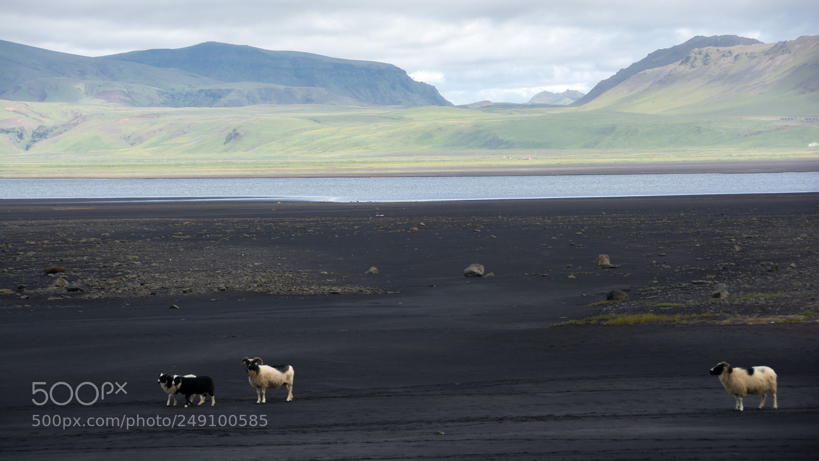 Nikon D7100 sample photo. Black beach sheep photography
