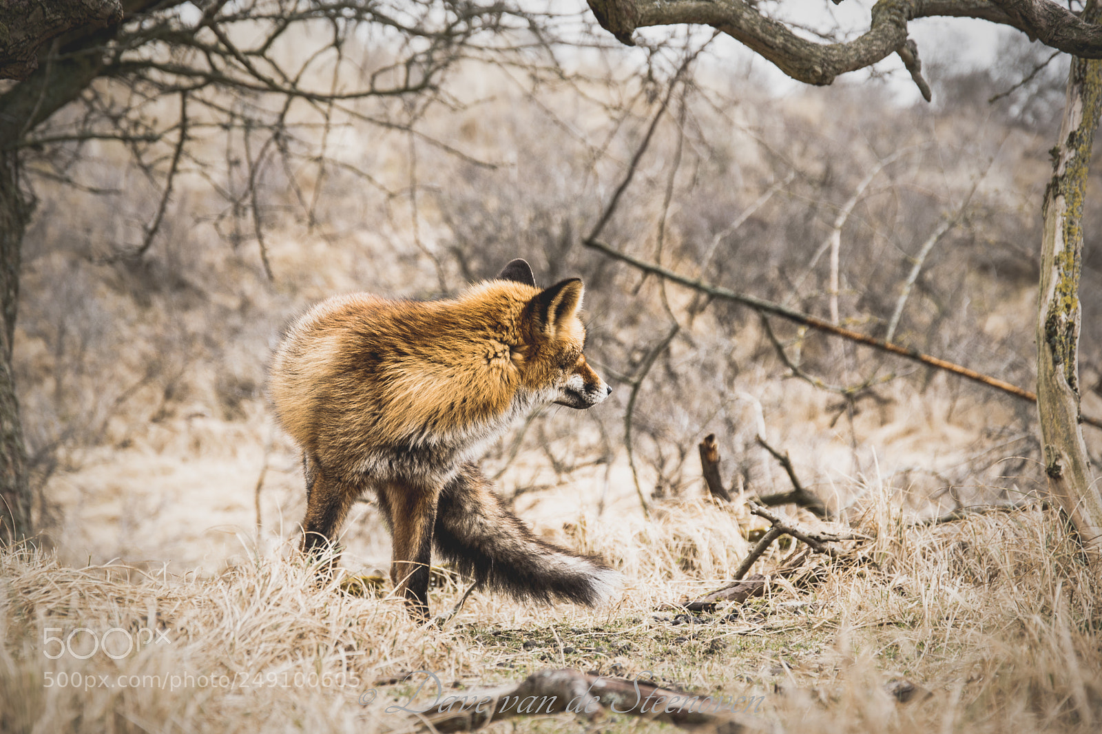 Nikon D3300 sample photo. Amsterdamse waterleidingduinen photography