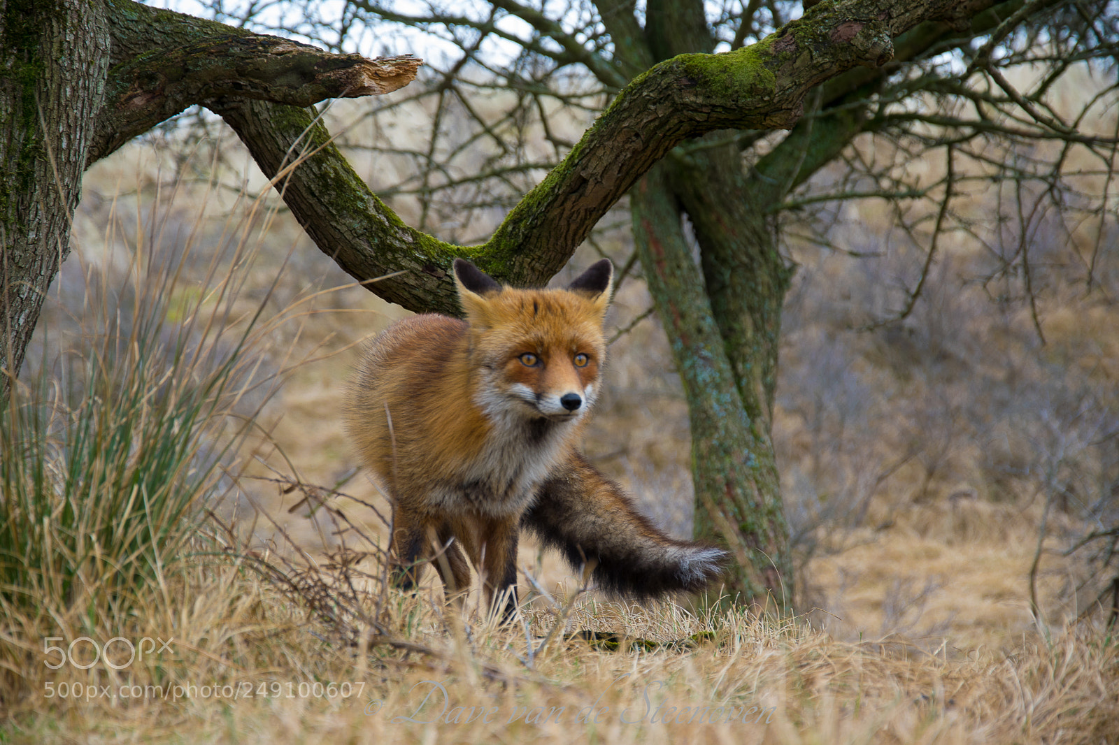 Nikon D3300 sample photo. Amsterdamse waterleidingduinen photography