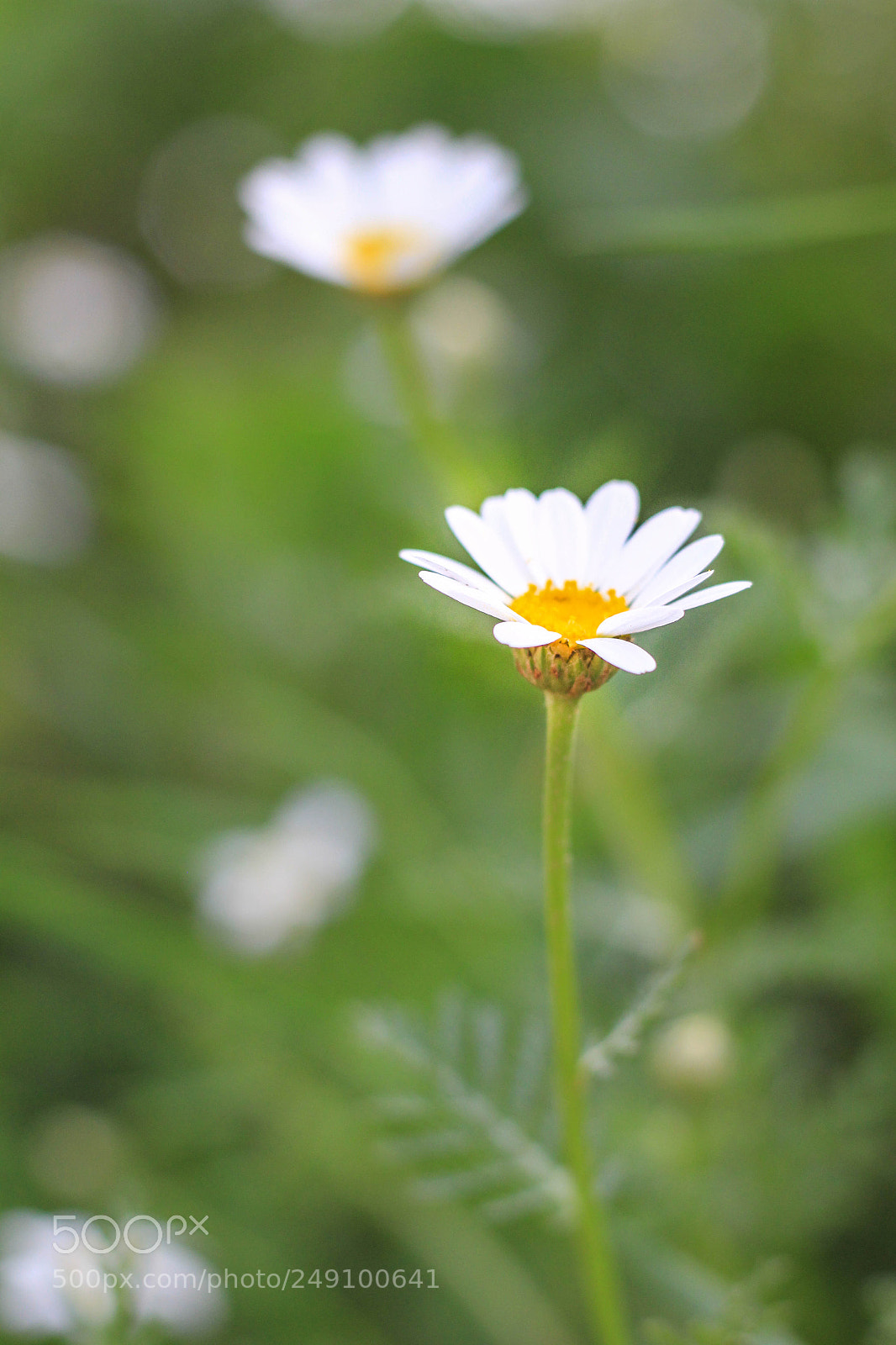 Canon EOS 60D sample photo. Spring photography