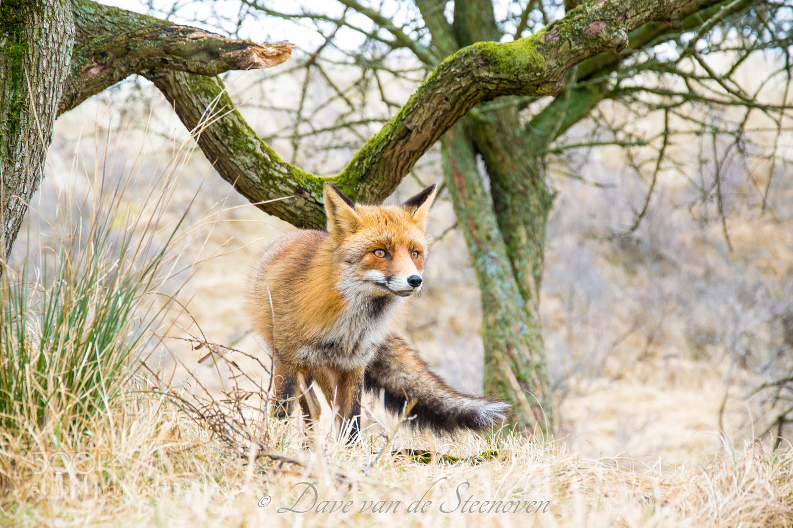 Nikon D3300 sample photo. Amsterdamse waterleidingduinen photography