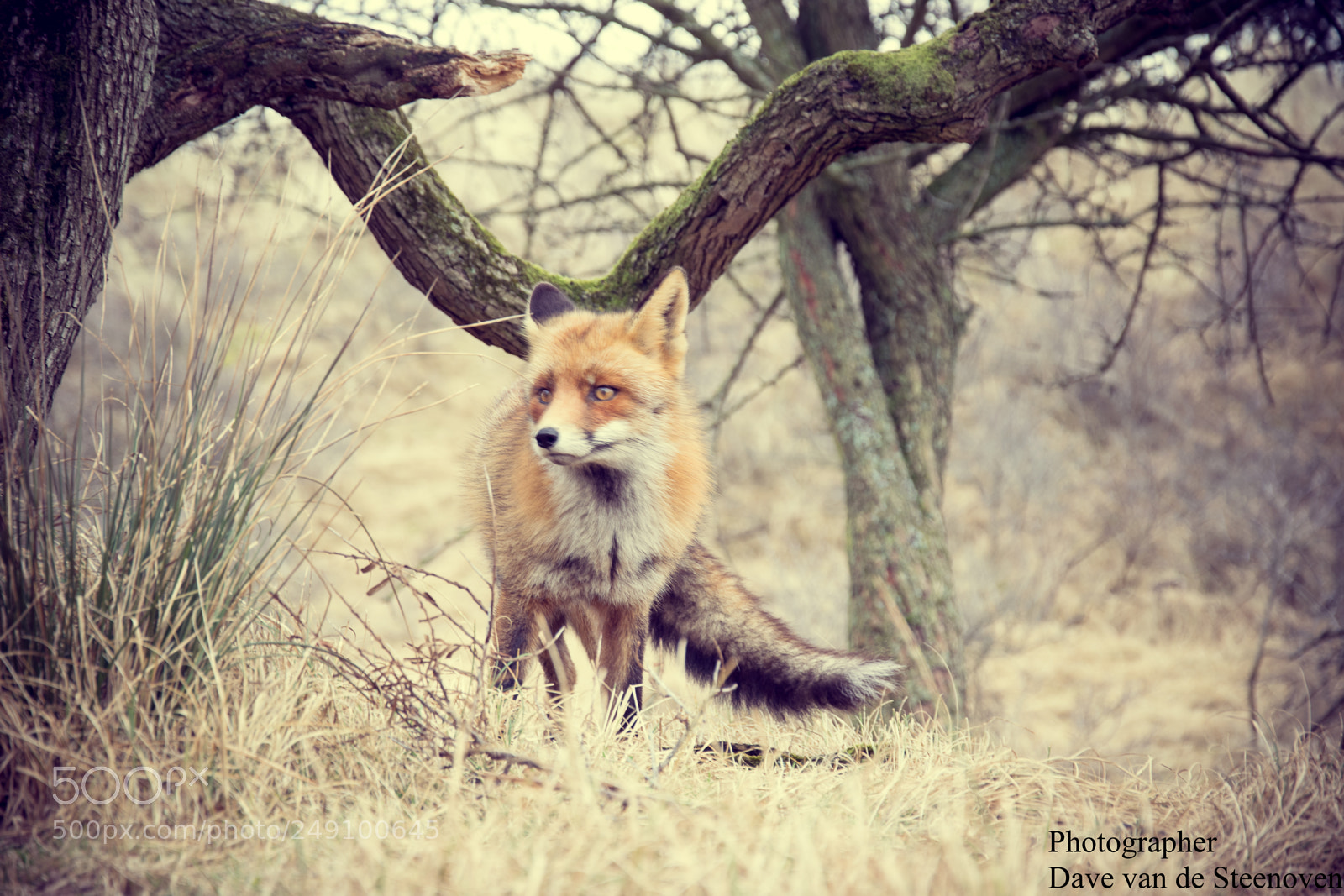 Nikon D3300 sample photo. Amsterdamse waterleidingduinen photography