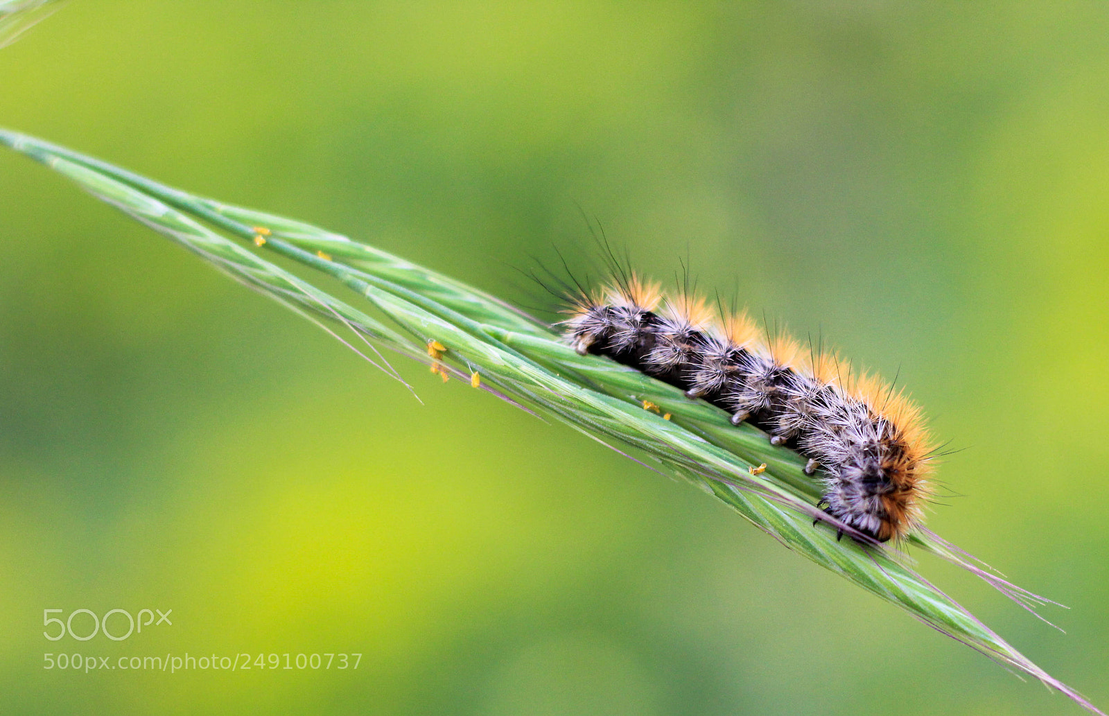 Canon EOS 60D sample photo. Spring photography