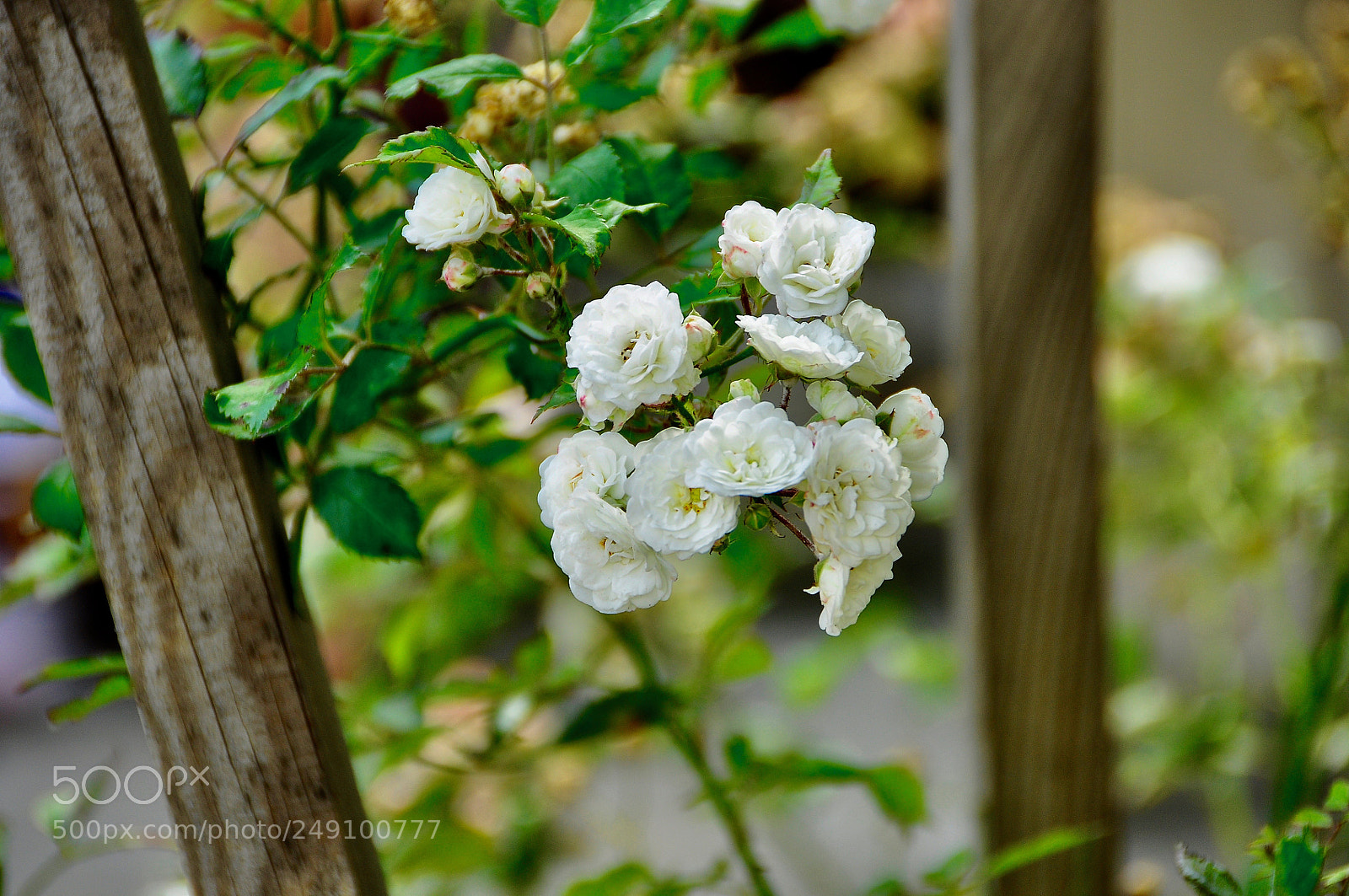 Nikon D90 sample photo. Lviv, ukraine. photography