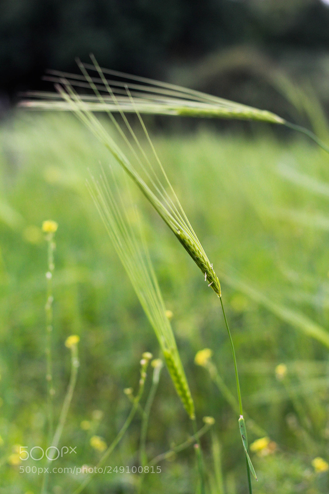 Canon EOS 60D sample photo. Spring photography