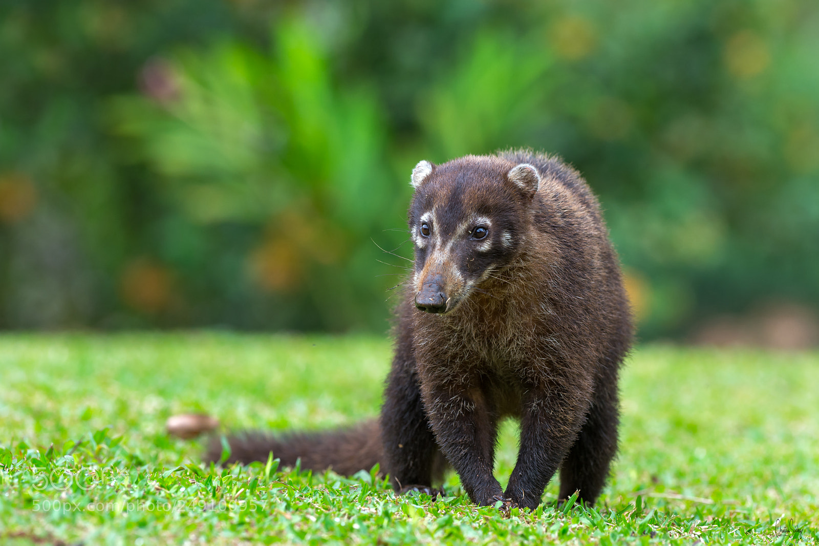 Nikon D4 sample photo. White-nosed coati photography