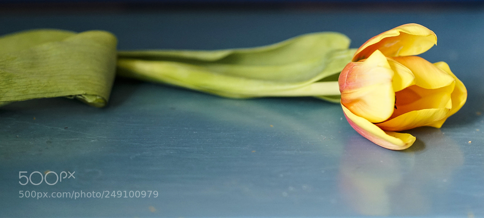 Sony a7R II sample photo. Single yellow tulip photography