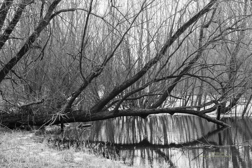 Sony ILCA-77M2 sample photo. Broken tree ooijpolder photography
