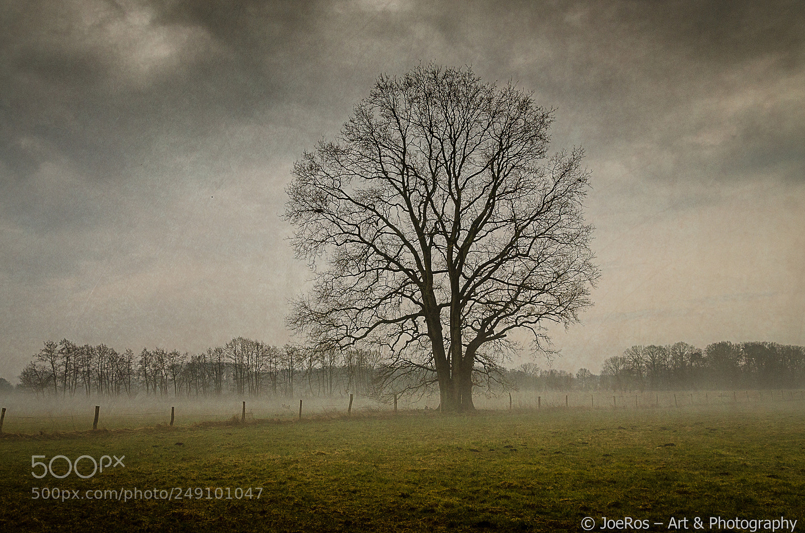 Nikon D7000 sample photo. Tree and fog photography
