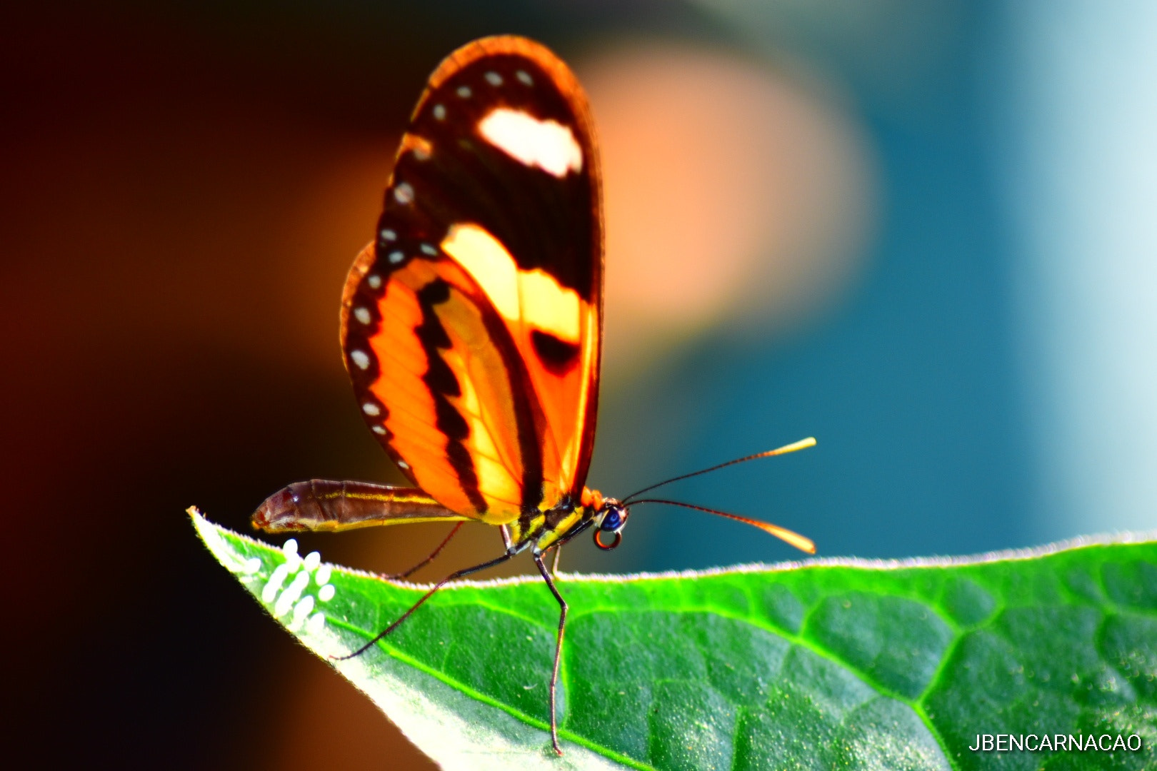 Nikon D5600 sample photo. Butterfly photography