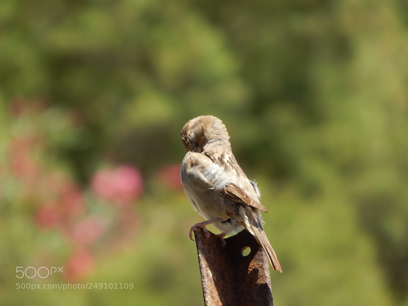 Nikon Coolpix L820 sample photo. Sparrow grooming photography