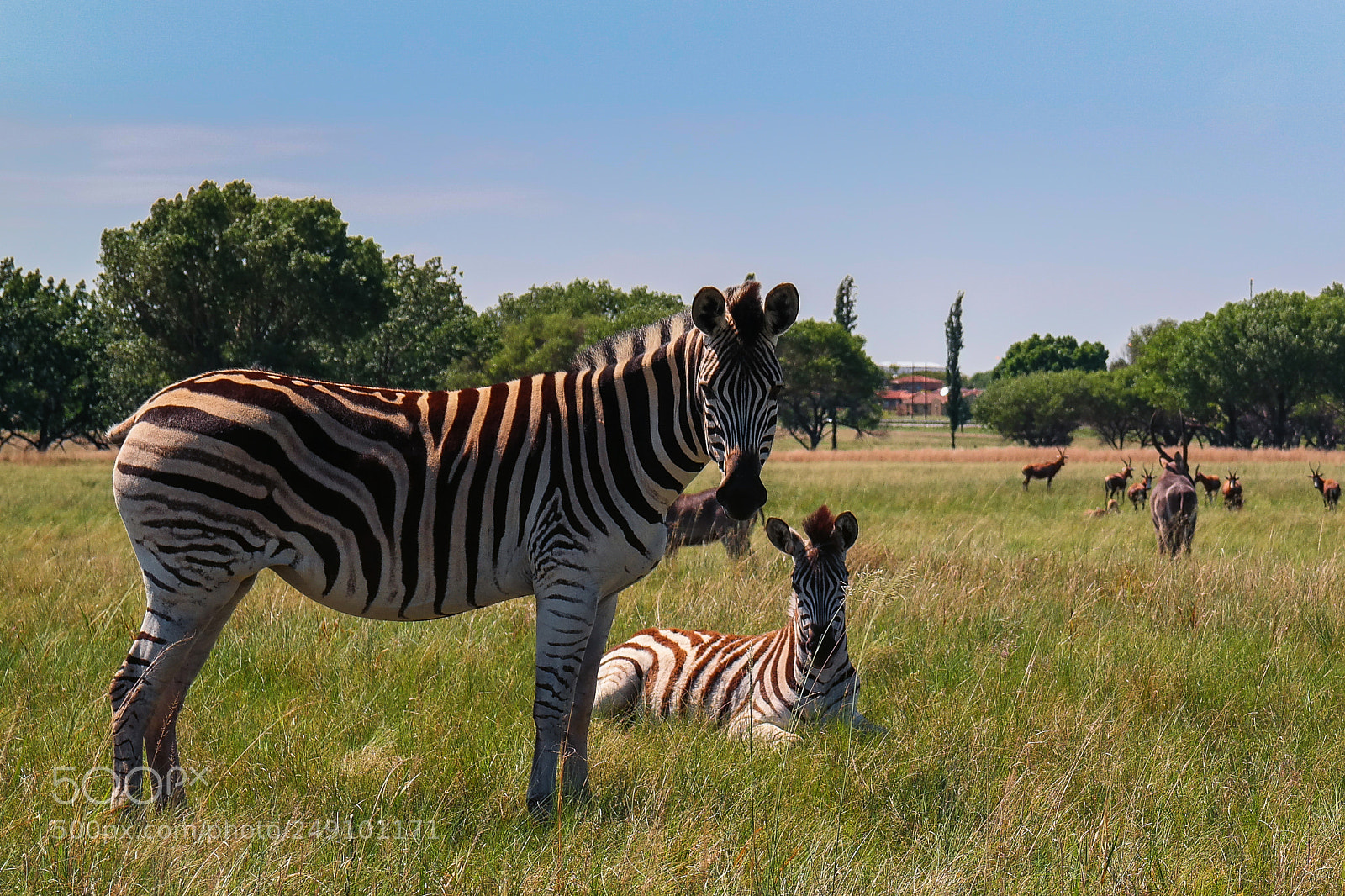 Samsung NX30 sample photo. Zebras in sasolburg photography