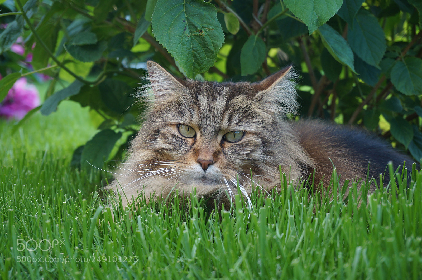 Sony Alpha NEX-F3 sample photo. Mainecoon photography