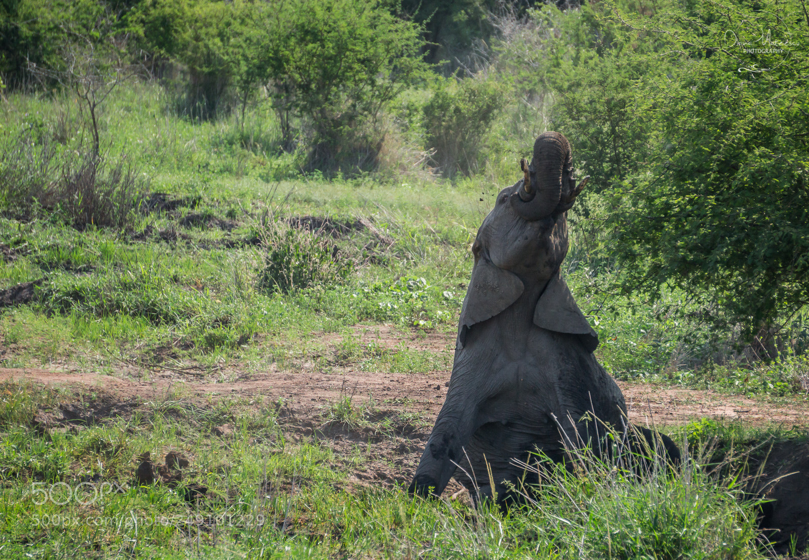 Sony a6000 sample photo. Elephant life iii photography