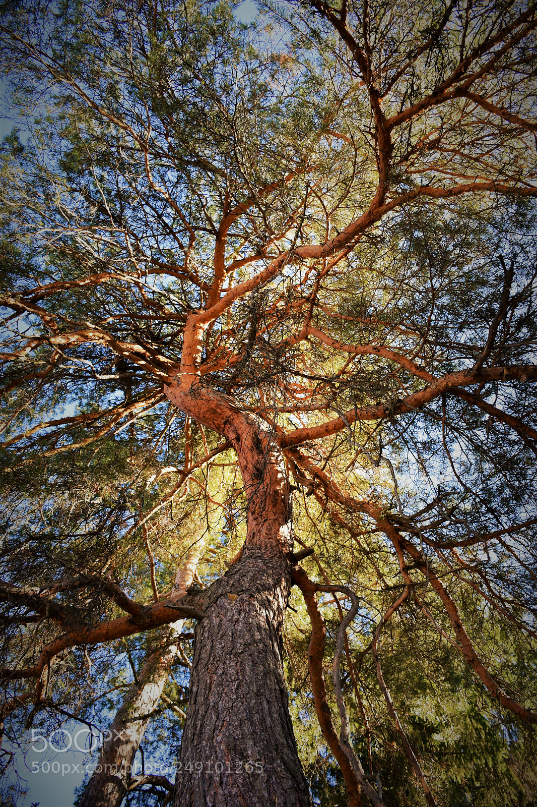 Nikon D7200 sample photo. A pine among others photography