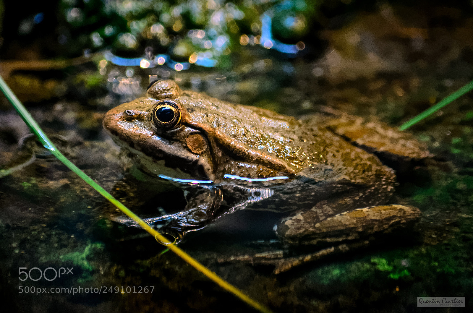 Nikon D7000 sample photo. Crapaud photography