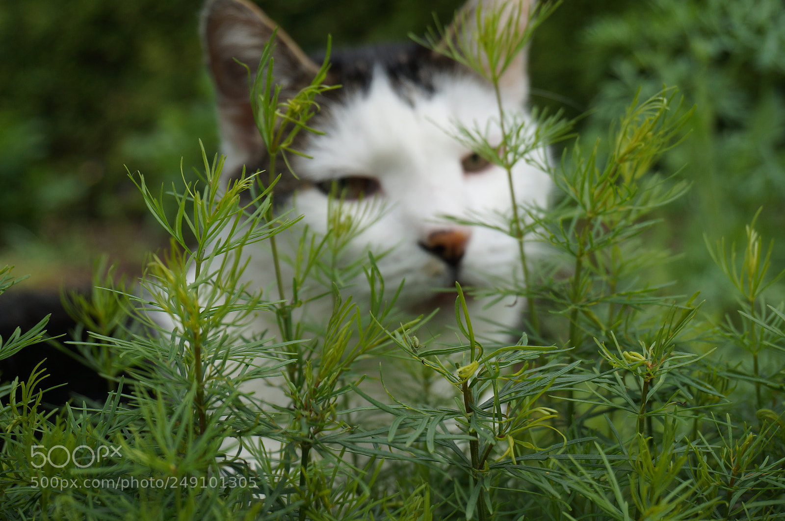 Sony Alpha NEX-F3 sample photo. Tired in garden photography