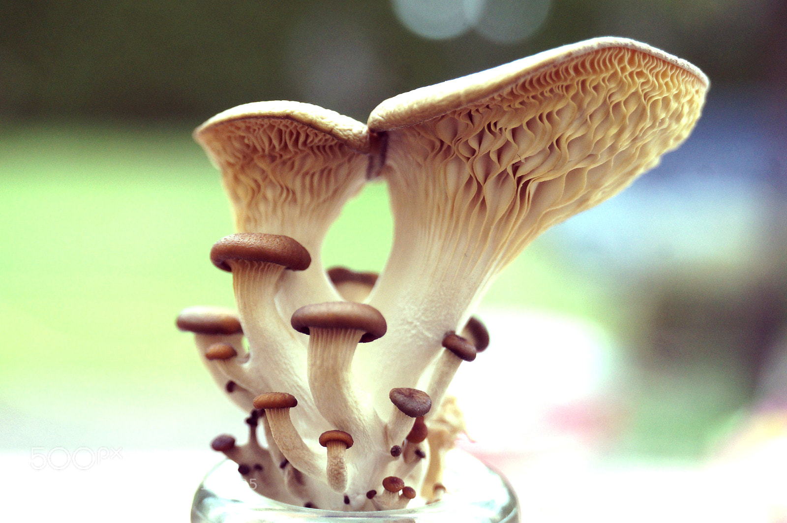 Sony Alpha NEX-F3 sample photo. Shroom photography