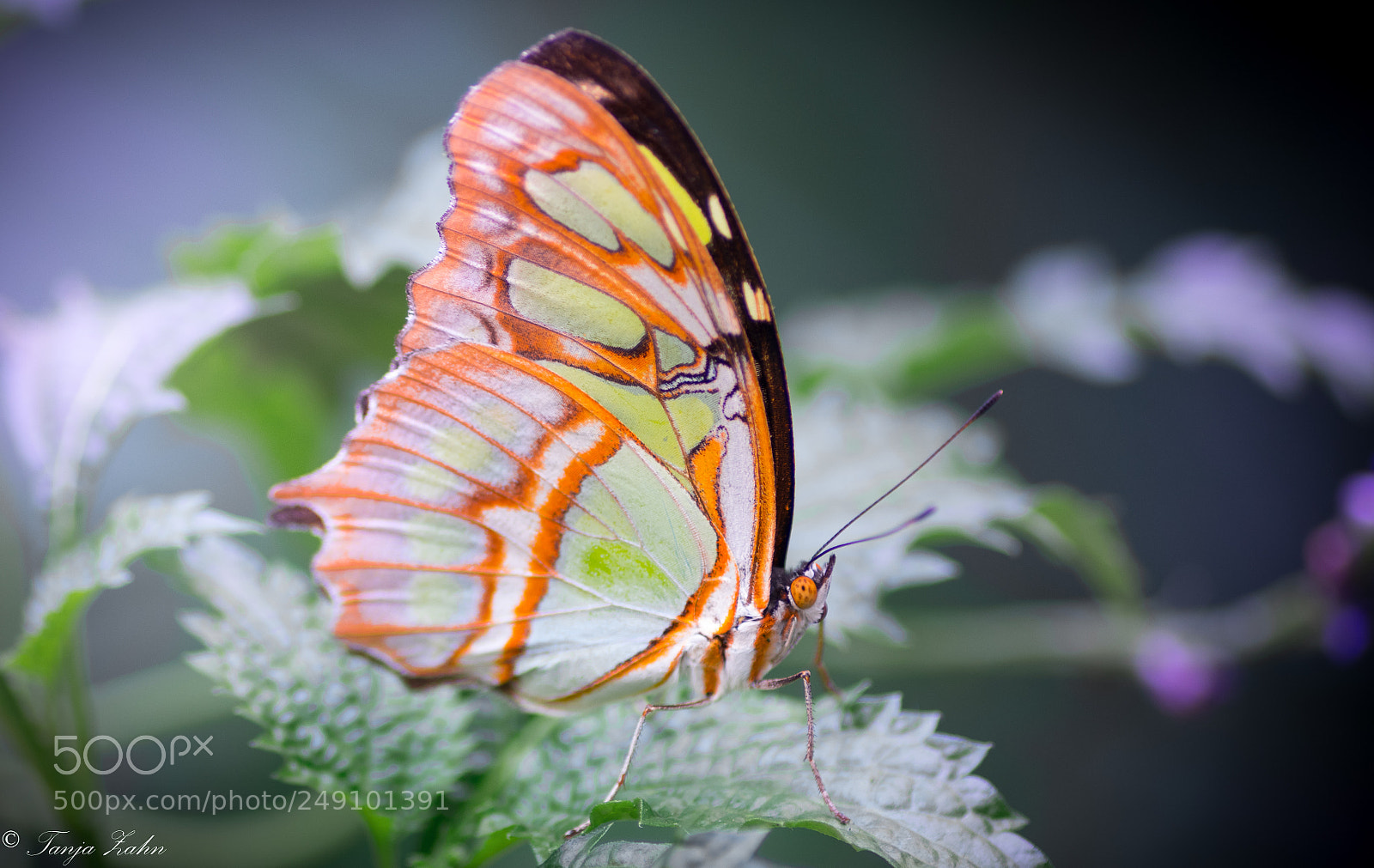 Canon EOS 77D (EOS 9000D / EOS 770D) sample photo. Schmetterling photography