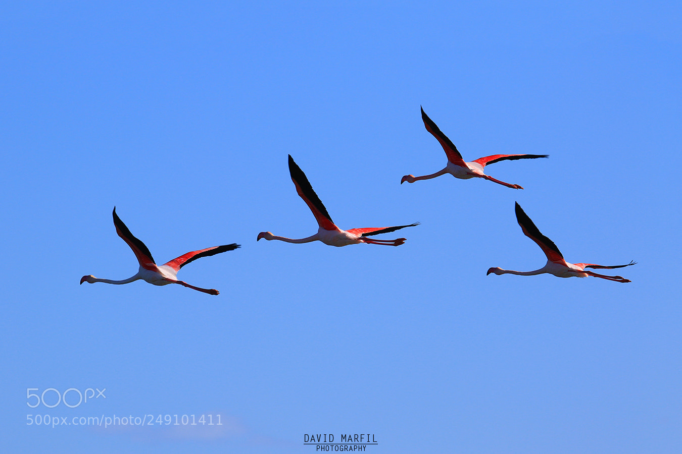 Canon EOS 7D Mark II sample photo. Flamingos photography