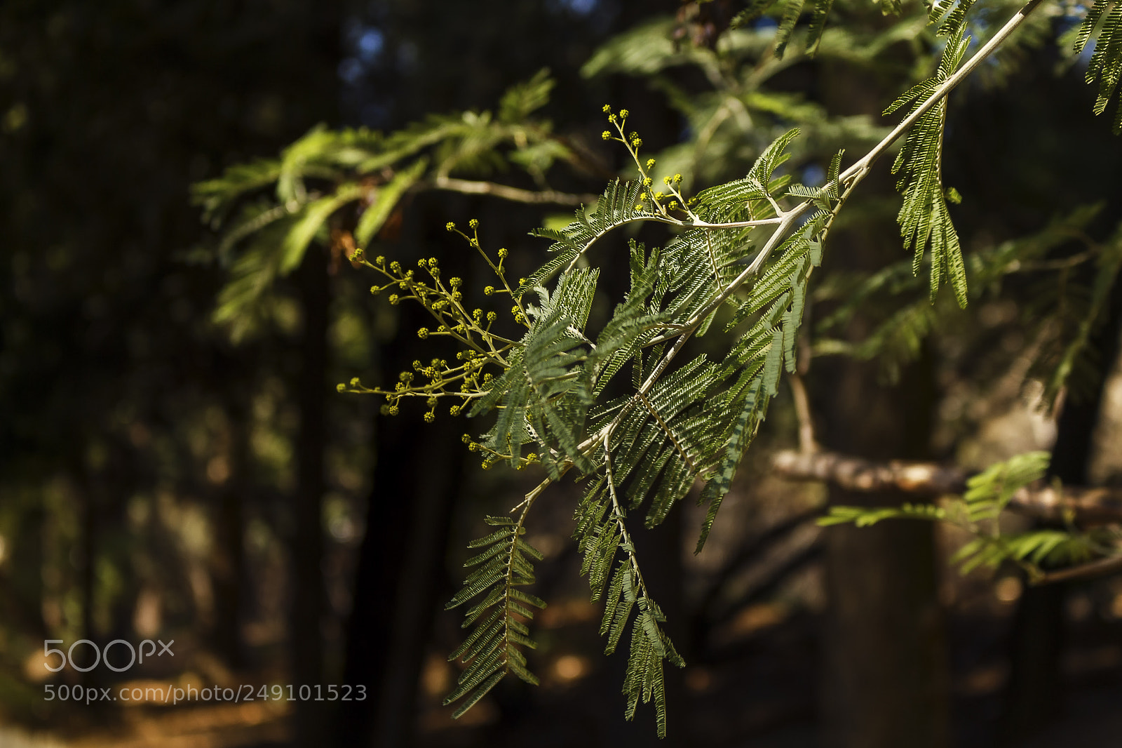 Canon EOS 700D (EOS Rebel T5i / EOS Kiss X7i) sample photo. Quinta de los molinos photography