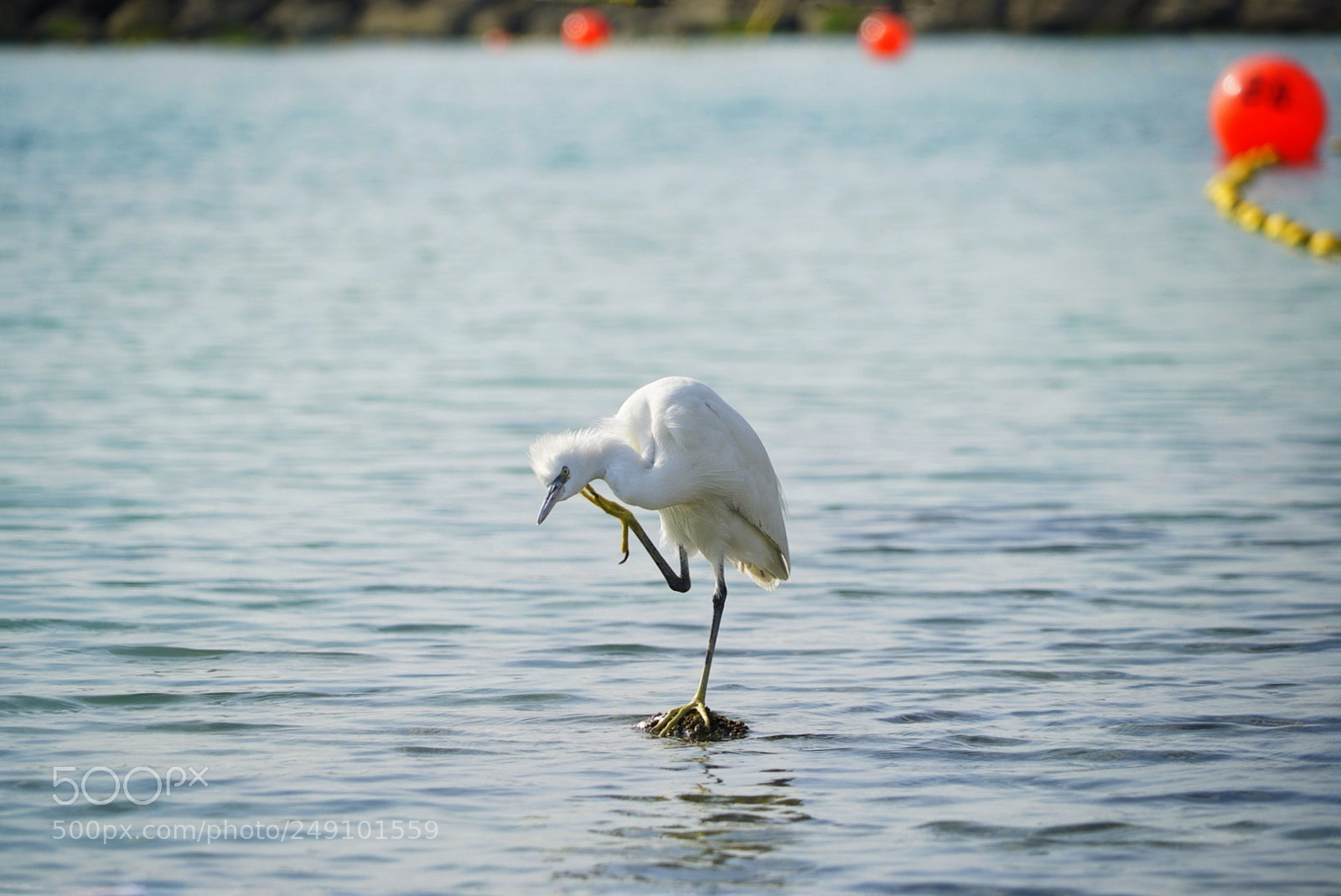 Sony a7S sample photo. Untitled photography