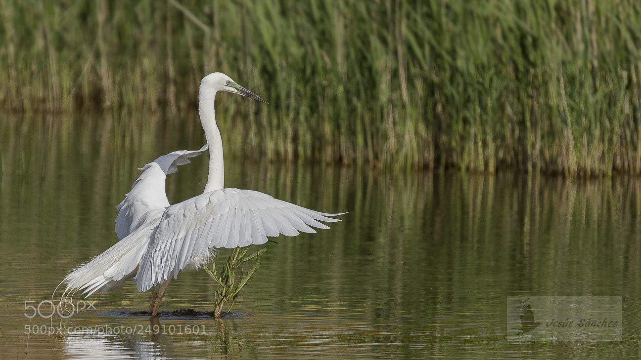 Canon EOS 7D Mark II sample photo. Garza blanca (ardea alba) photography