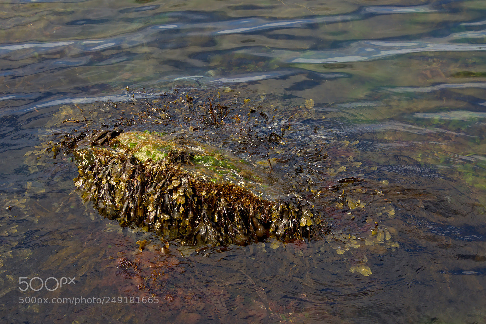 Nikon D5200 sample photo. Rock with seaweed sticking photography