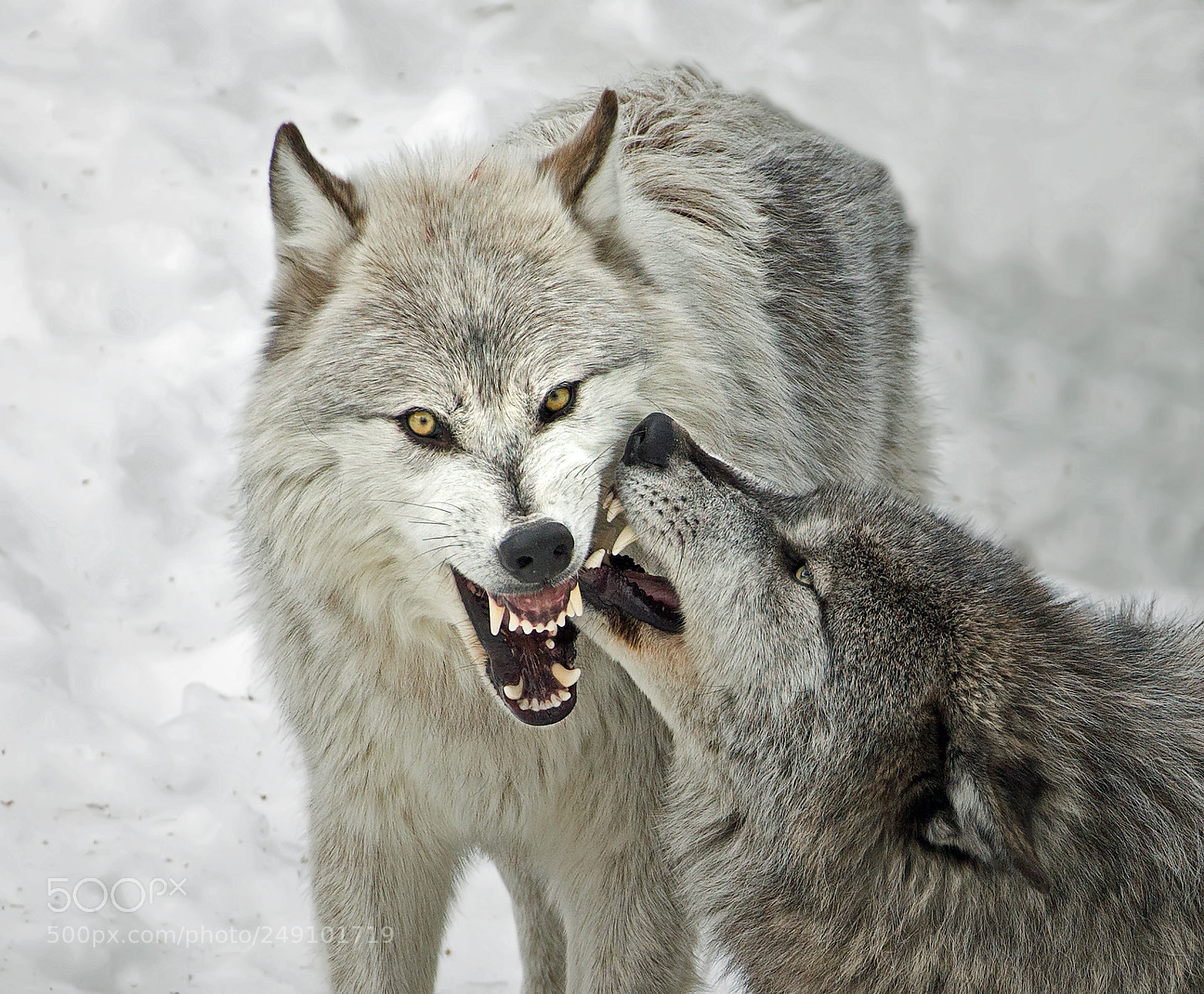 Canon EOS-1D X sample photo. Black wolves 6264 photography